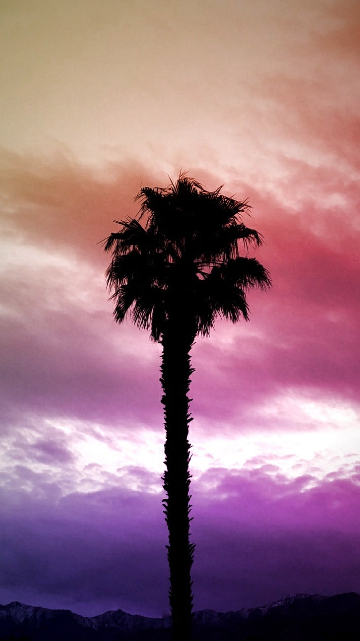 Palm Springs Palm